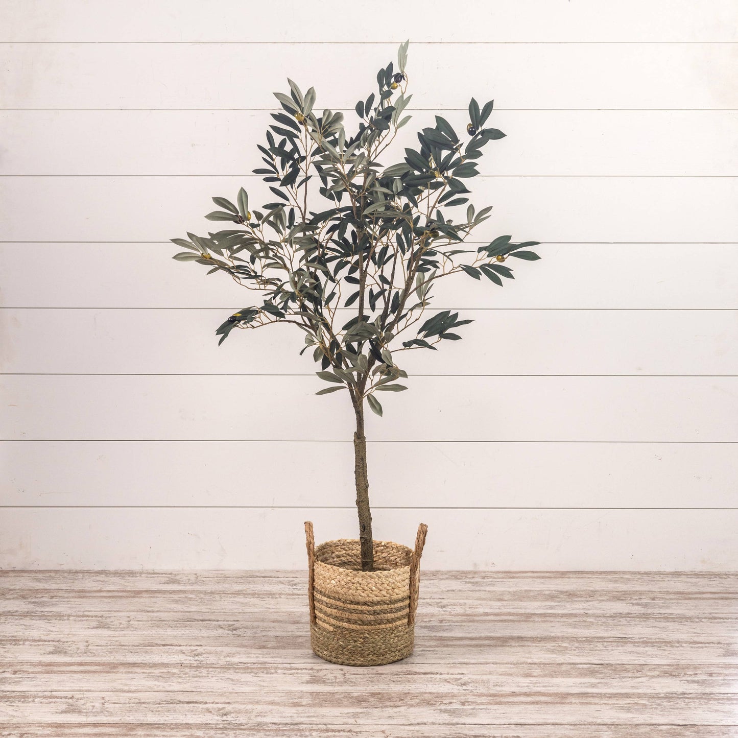 4' OLIVE TREE IN BLACK POT