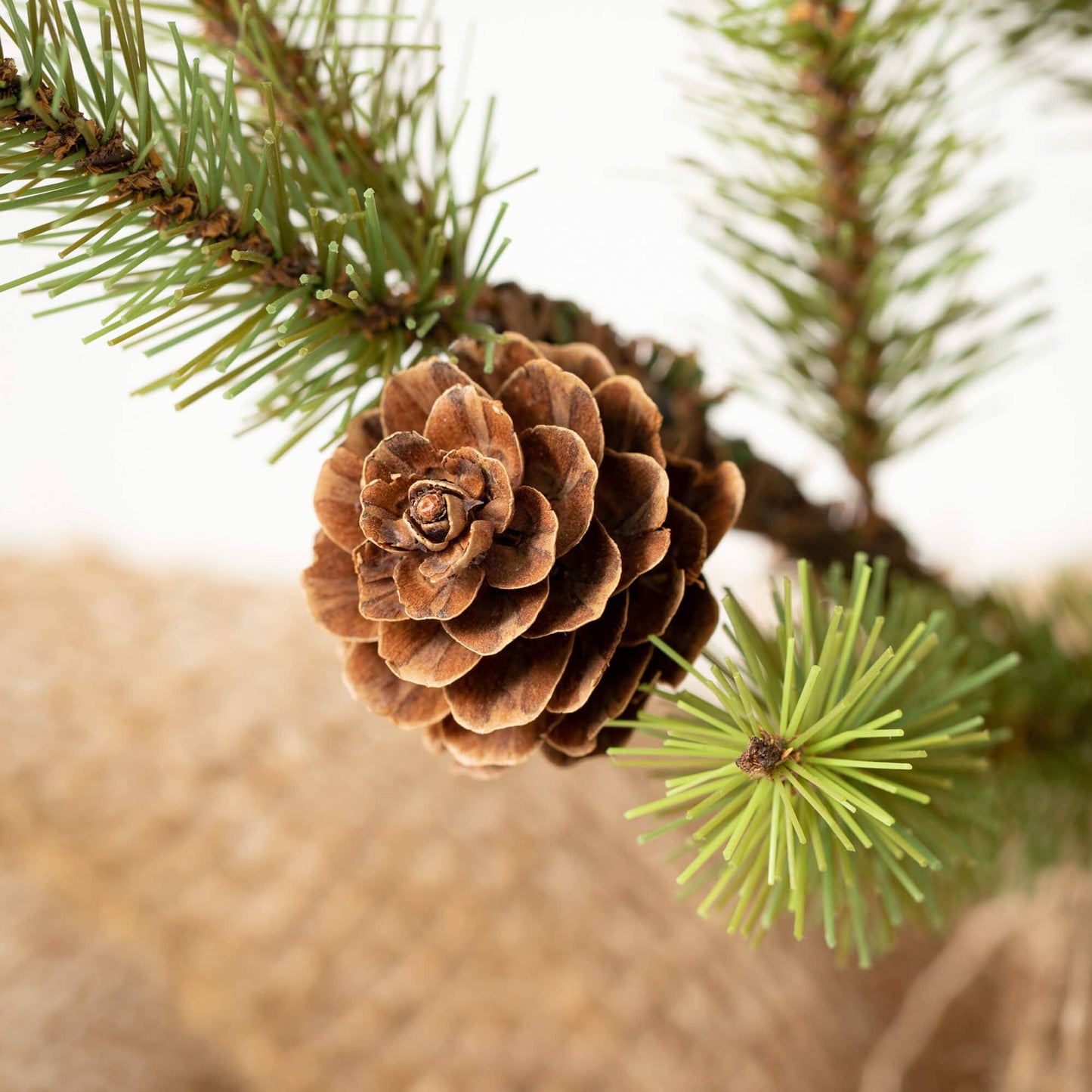 SMALL PINECONE TREE IN BURLAP