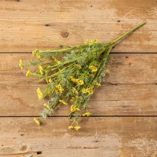 21" YELLOW YARROW BUSH