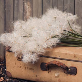 23" DANDELION SPRAY