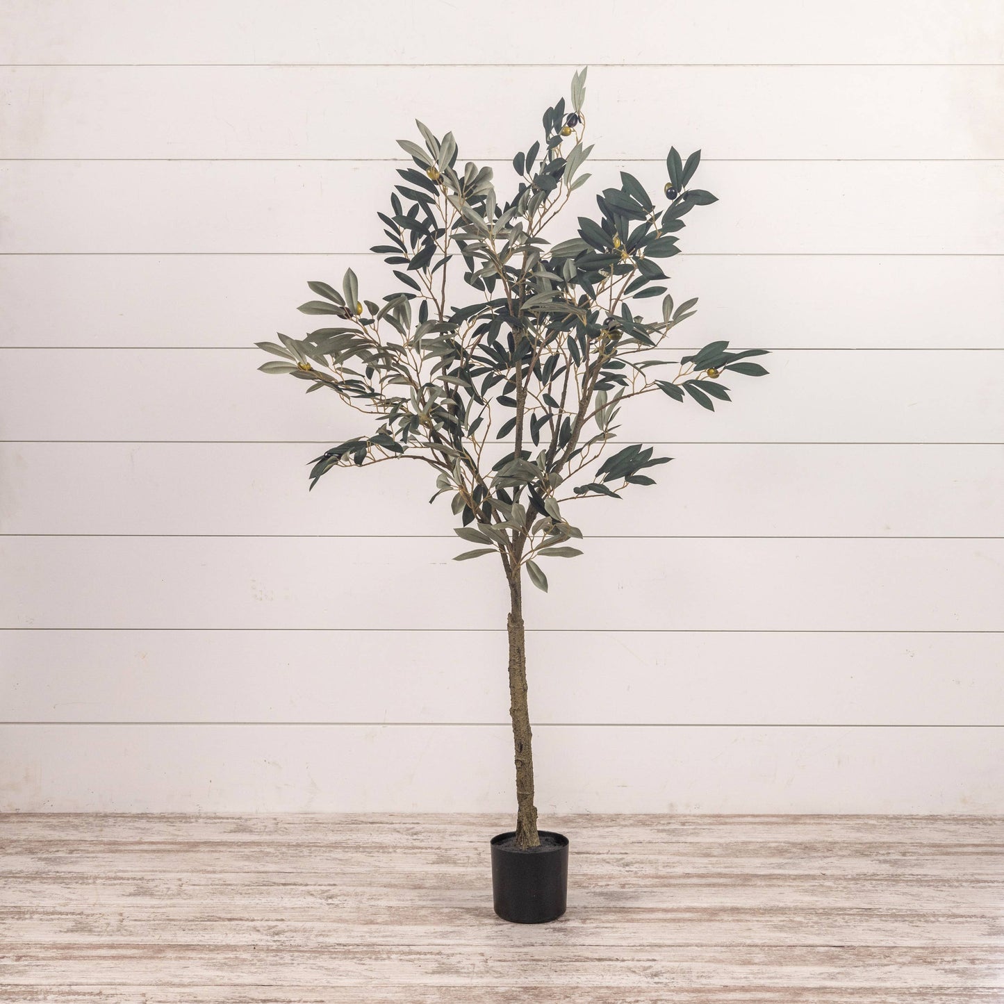 4' OLIVE TREE IN BLACK POT