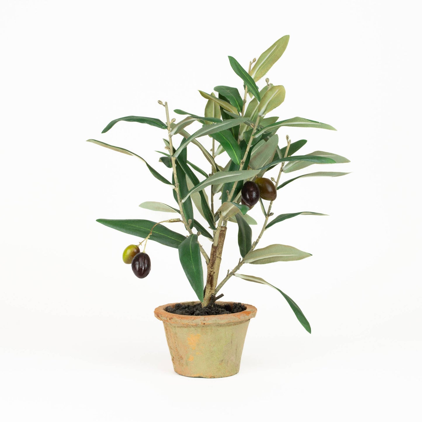 Olive Leaf 12" Tree