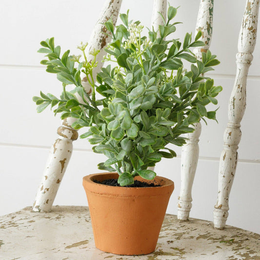 Potted Oregano